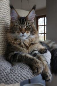 Maine Coon Katze