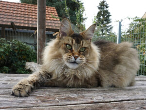 Maine Coon Katze