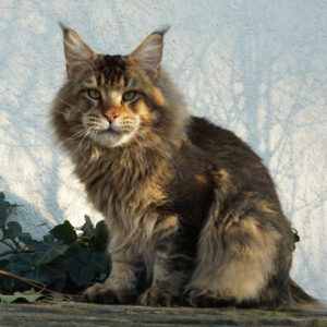 Maine Coon Kater
