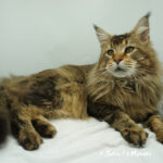 Ch. Int. King Arthur of Maine Coon Castle (Kastrat)