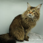 Ch. Int. King Arthur of Maine Coon Castle (Kastrat)