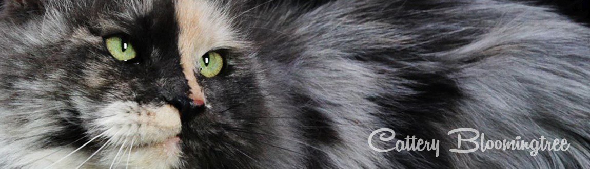 Maine Coon Cats of Bloomingtree