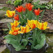 Unser Garten