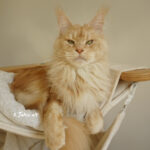 Int. Ch. Bloomingtree MyGirl (Kastrat)