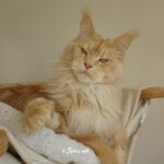 Int. Ch. Bloomingtree MyGirl (Kastrat)