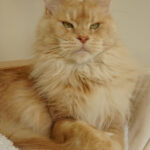 Int. Ch. Bloomingtree MyGirl (Kastrat)