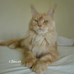 Int. Ch. Bloomingtree MyGirl (Kastrat)