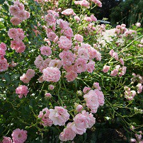 Unser Garten