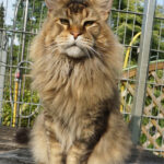 Ch. Int. King Arthur of Maine Coon Castle (Kastrat)