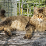 Ch. Int. King Arthur of Maine Coon Castle (Kastrat)