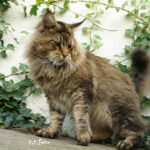 Ch. Int. King Arthur of Maine Coon Castle (Kastrat)