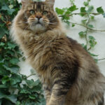 Ch. Bloomingtree Gandalf