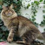 Ch. Bloomingtree Gandalf