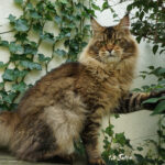 Ch. Bloomingtree Gandalf
