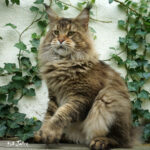 Ch. Int. King Arthur of Maine Coon Castle (Kastrat)