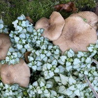 Unser Garten