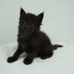 Black Shadow x Vera Velicita