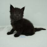 Black Shadow x Vera Velicita