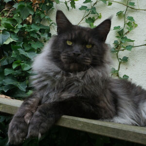 Aktueller Wurf - Kitten of Bloomingtree