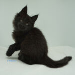 Black Shadow x Vera Velicita