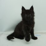 Black Shadow x Vera Velicita