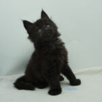 Black Shadow x Vera Velicita