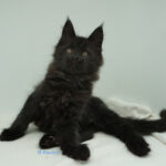 Black Shadow x Vera Velicita