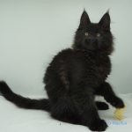 Black Shadow x Vera Velicita