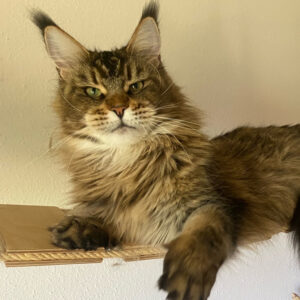 Aktueller Wurf - Kitten of Bloomingtree