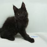 Black Shadow x Good Girl