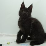 Black Shadow x Good Girl
