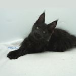 Black Shadow x Good Girl