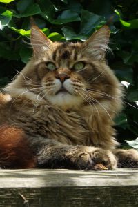 Zuchtkater der Maine Coon Zucht of Bloomingtree