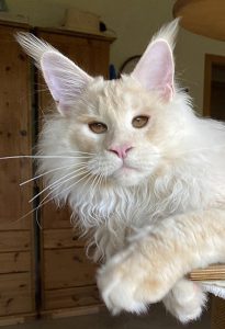Zuchtkater der Maine Coon Zucht of Bloomingtree