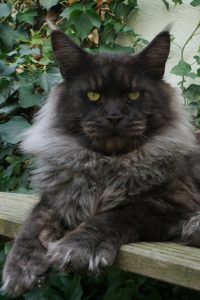 Zuchtkater der Maine Coon Zucht of Bloomingtree