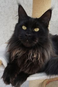 Zuchtkatzen der Maine Coon Zucht of Bloomingtree