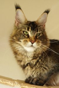 Zuchtkatzen der Maine Coon Zucht of Bloomingtree