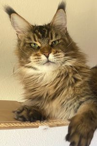 Zuchtkatzen der Maine Coon Zucht of Bloomingtree