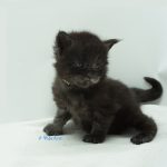 Black Shadow x Vera Velicita