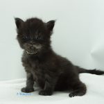 Black Shadow x Vera Velicita