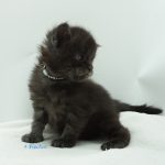 Black Shadow x Vera Velicita
