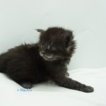 Black Shadow x Vera Velicita