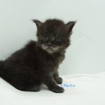 Black Shadow x Vera Velicita
