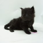 Black Shadow x Vera Velicita