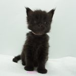 Black Shadow x Vera Velicita