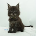 Black Shadow x Vera Velicita