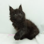 Black Shadow x Vera Velicita