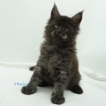 Black Shadow x Vera Velicita