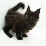 Black Shadow x Vera Velicita