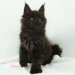 Black Shadow x Vera Velicita